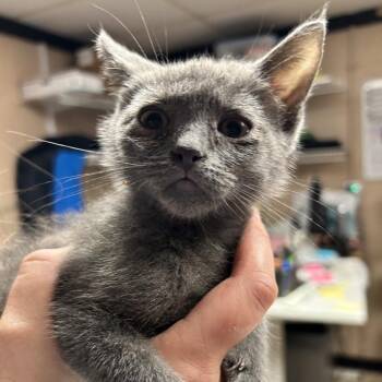 Kerchak -  Domestic Short Hair Cat for Adoption in Newport, North Carolina - Kerchak | PetCurious