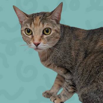 Sissy -  Domestic Short Hair Cat for Adoption in Reno, Nevada - Sissy | PetCurious
