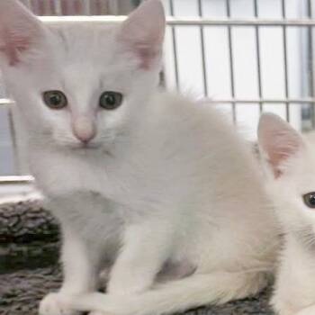 Domestic Short Hair Cats Available for Adoption in Hilton Head Island, South Carolina - Kiwi | PetCurious
