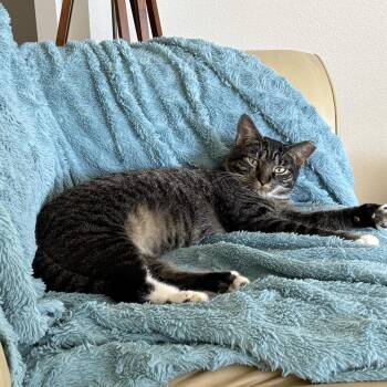 Walter -  Domestic Short Hair Cat for Adoption in Port Richey, Florida - Walter | PetCurious