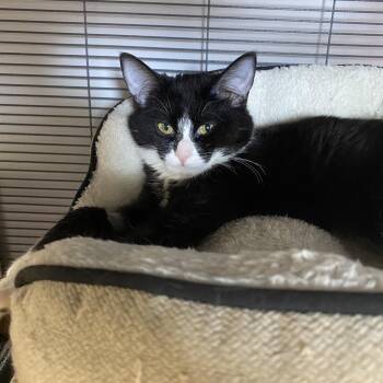 Masha -  Domestic Short Hair Cat for Adoption in Puslinch, Ontario - Masha | PetCurious