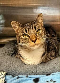 Mouse -  Domestic Short Hair Cat for Adoption in Columbia, Tennessee - Mouse | PetCurious
