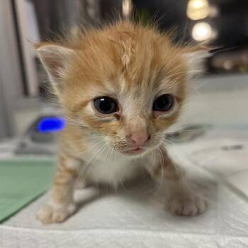 Ronald -  Domestic Short Hair Cat for Adoption in Salt Lake City, Utah - Ronald | PetCurious