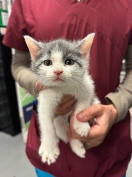 Menace -  Domestic Short Hair Cat for Adoption in Trenton, New Jersey - Menace | PetCurious