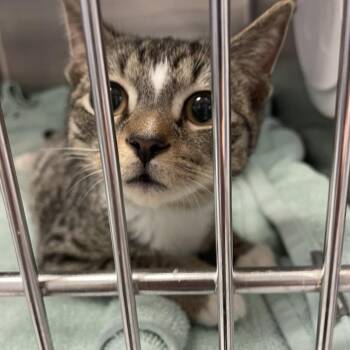 Domestic Short Hair Cats Available for Adoption - Robert | PetCurious