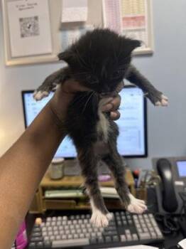 Milk Dud -  Domestic Short Hair Cat for Adoption in Chamblee, Georgia - Milk Dud | PetCurious