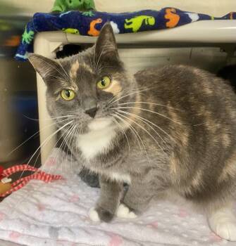 Ninetails -  Domestic Short Hair and Tortoiseshell Cat for Adoption in Fargo, North Dakota - Ninetails | PetCurious