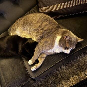 Waffles -  Domestic Short Hair Cat for Adoption in Wantagh, New York - Waffles | PetCurious