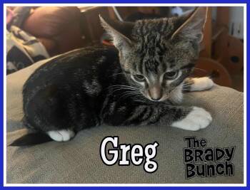 Rescue Domestic Short Hair Cats for Adoption in Valley City, North Dakota - Greg | PetCurious