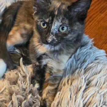 Chipotle -  Domestic Short Hair Cat for Adoption in Warr Acres, Oklahoma - Chipotle | PetCurious
