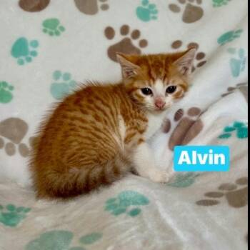 Alvin -  Domestic Short Hair Cat for Adoption in South Elgin, Illinois - Alvin | PetCurious
