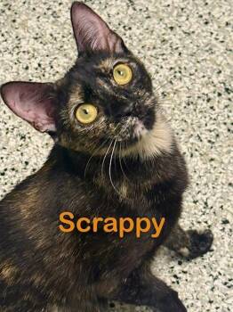 SCRAPPY -  Domestic Short Hair Cat for Adoption in New Bern, North Carolina - SCRAPPY | PetCurious