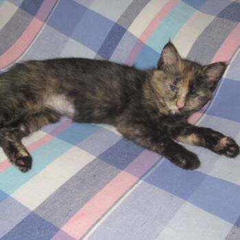 Brook -  Domestic Short Hair Cat for Adoption in Rochester, Minnesota - Brook | PetCurious