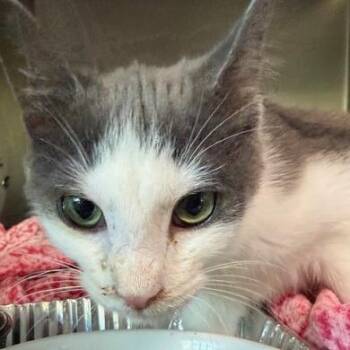Hewy 2 -  Domestic Short Hair Cat for Adoption in Cumming, Georgia - Hewy 2 | PetCurious