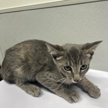 Shay -  Domestic Short Hair Cat for Adoption in Tampa, Florida - Shay | PetCurious