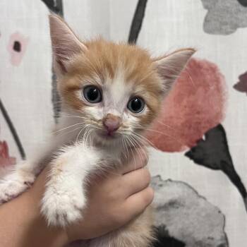 Food Processor -  Domestic Short Hair Cat for Adoption in Chesapeake, Virginia - Food Processor | PetCurious