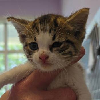 Tipsy -  Domestic Short Hair Cat for Adoption in Madisonville, Tennessee - Tipsy | PetCurious