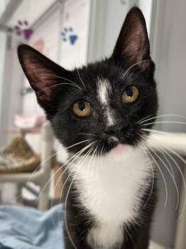 Ollie -  Domestic Short Hair Cat for Adoption in Elmira, New York - Ollie | PetCurious