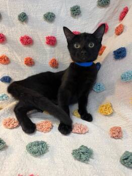 Armadillo PA -  Domestic Short Hair Cat for Adoption in Denham Springs, Louisiana - Armadillo PA | PetCurious