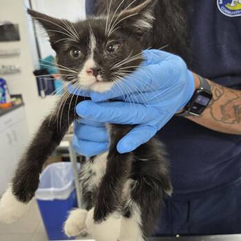 Domestic Short Hair Cats Available for Adoption in Newark, New Jersey - AHNJ-Stray-46197 | PetCurious