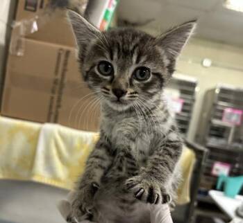 BELLE -  Domestic Short Hair Cat Available for Adoption in Pensacola, Florida - BELLE | PetCurious