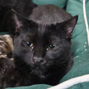 Rescue Domestic Short Hair Cats for Adoption in Chatham, Virginia - Mischief | PetCurious