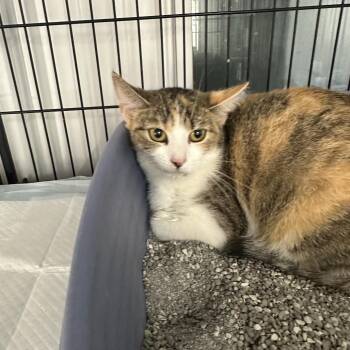 Domestic Short Hair Cats Available for Adoption in Corbin, Kentucky - Peaches | PetCurious