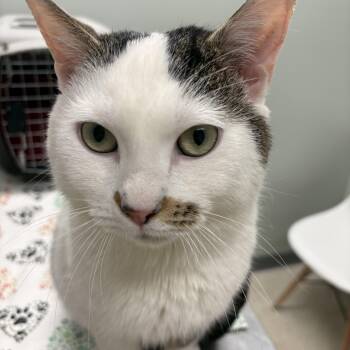 Domestic Short Hair Cats Available for Adoption in Fredericton, New Brunswick - Stash | PetCurious