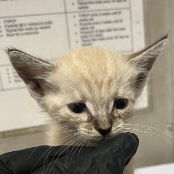 Bisbee -  Domestic Short Hair Cat for Adoption in Yuma, Arizona - Bisbee | PetCurious