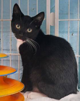 Hiccup -  Domestic Short Hair Cat for Adoption in Bloomingdale, New Jersey - Hiccup | PetCurious