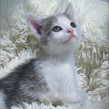Domestic Short Hair Cats Available for Adoption in Huntsville, Alabama - Kernel | PetCurious