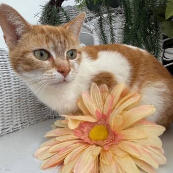 Domestic Short Hair Cats Available for Adoption in Eaton Rapids, Michigan - Lickety Lion  56202 | PetCurious