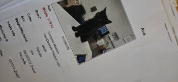 Ava -  Domestic Short Hair Cat for Adoption in Evansville, Indiana - Ava | PetCurious
