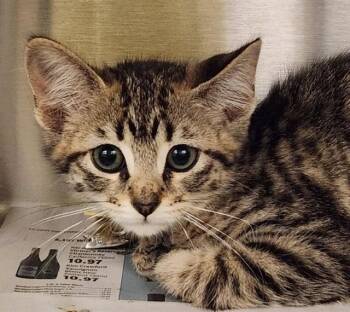 CINNAMON -  Domestic Short Hair Cat for Adoption in St. Louis, Missouri - CINNAMON | PetCurious