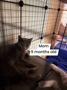 Mama blue -  Russian Blue Cat for Adoption in Newark Valley, New York - Mama Blue | PetCurious