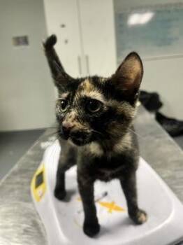 Miley -  Domestic Short Hair Cat for Adoption in Daytona Beach, Florida - Miley | PetCurious