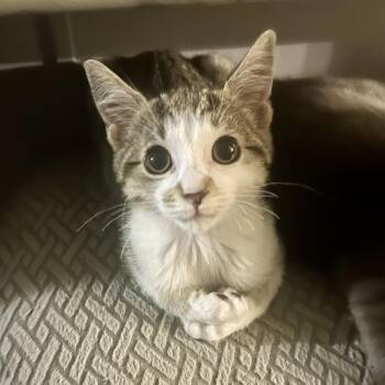 Domestic Short Hair Cats Available for Adoption - Kiwi Bird | PetCurious