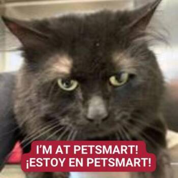 Domestic Medium Hair and Domestic Short Hair Cats Available for Adoption - Stormy | PetCurious