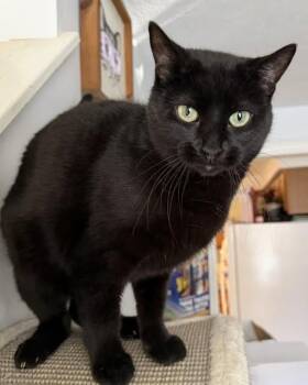 Domestic Short Hair Cats Available for Adoption - Ivy | PetCurious