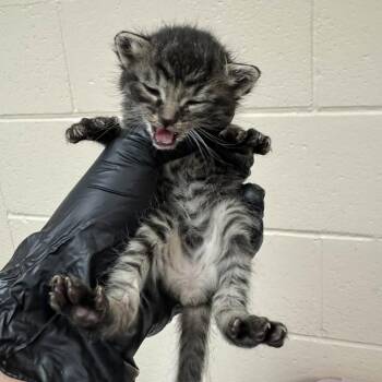 Antenna -  Domestic Short Hair Cat for Adoption in Reno, Nevada - Antenna | PetCurious