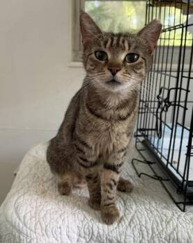 Stella -  Domestic Short Hair Cat for Adoption in Fort Worth, Texas - Stella | PetCurious