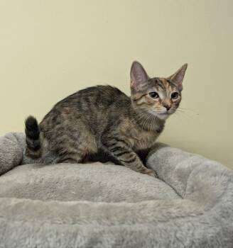 Rescue Domestic Short Hair Cats for Adoption in Lake Orion, Michigan - Joanie | PetCurious