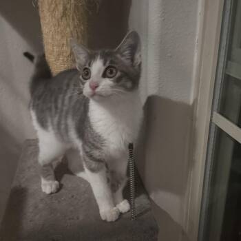 Domestic Short Hair Cats Available for Adoption in Bentonville, Arkansas - Pork Chop | PetCurious