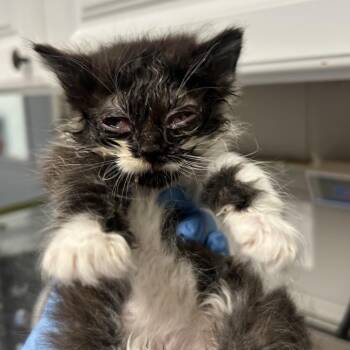 Bitsy -  Domestic Short Hair Cat for Adoption in Greenville, South Carolina - Bitsy | PetCurious
