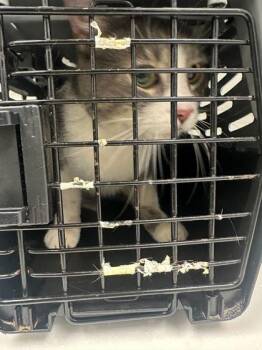 Domestic Short Hair Cats Available for Adoption in Kansas City, Missouri - Hey You | PetCurious