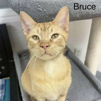 Domestic Short Hair Cats Available for Adoption in Rushville, Illinois - Bruce | PetCurious