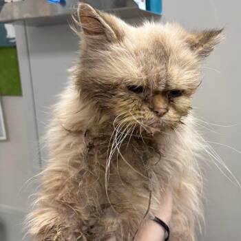 Lili(Available at PetSmart Alabaster) -  Domestic Long Hair Cat for Adoption in Columbiana, Alabama - Lili(Available At PetSmart Alabaster) | PetCurious