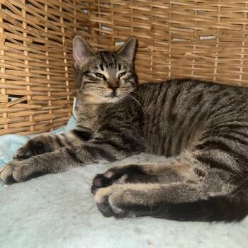 Rescue Domestic Short Hair Cats for Adoption in Council Bluffs, Iowa - Birdie  --  (tv) | PetCurious