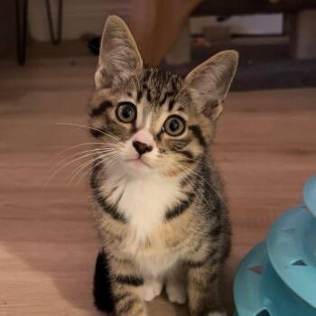 Mickey -  Domestic Short Hair Cat for Adoption in Temecula, California - Mickey | PetCurious