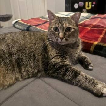Edith Anne -  Domestic Short Hair Cat for Adoption in Atlanta, Georgia - Edith Anne | PetCurious
